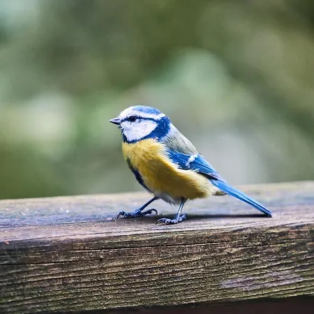 Chalé Le Nid Des Mesanges Büllingen